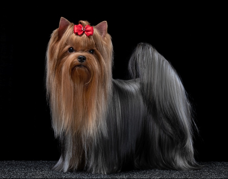 BONMARI VIZAR BONMARI VIZAR ZHANI-SHA-DEN &mdash; Labaza DogPedigree YorkshireTerrier